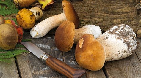 Champignons cèpes frais