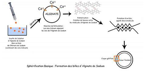 Schéma de la sphérification: rippling des ions Ca2+ et formation de la membrane