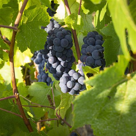 Raisins de Champagne en grappes