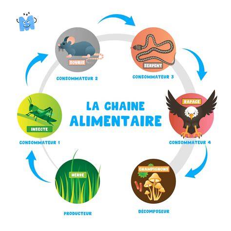 Schéma: Chaîne alimentaire et désactivation des lectines
