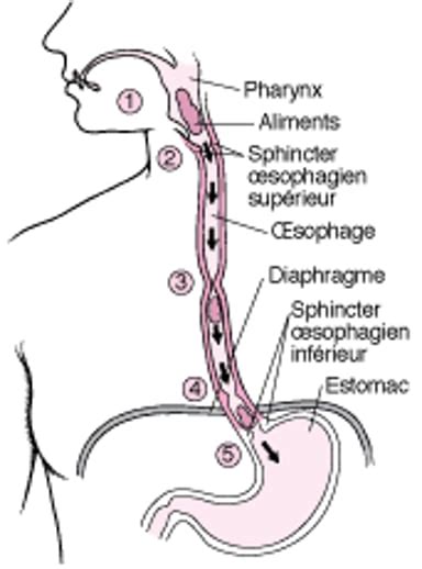 Diagramme de l'œsophage et de l'estomac