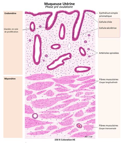 Cellules éosinophiles dans la muqueuse œsophagienne