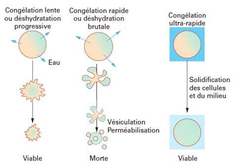schéma de congélation rapide et portions