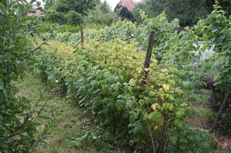 Arbuste de framboisiers en culture