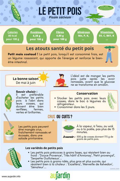 Infographie: saisonnalité des petits pois et techniques d'écossage