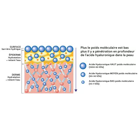 Schéma expliquant l'action des céramides, de l'acide hyaluronique et des peptides sur la peau