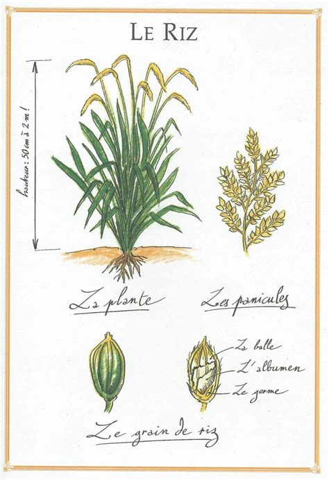 Carte: Principales zones de culture du riz basmati
