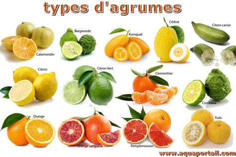 Infographie: Périples des agrumes et leurs fruits typiques