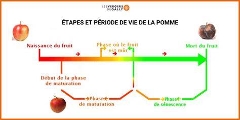 Schéma: cycle de maturation des fruits méditerranéens