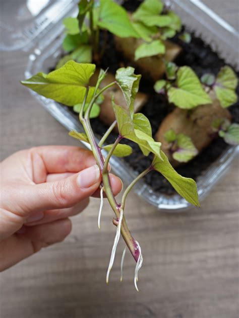 germination et bouturage patate douce