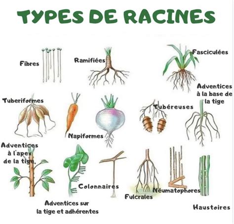 Schéma des différentes racines étymologiques du mot beignet en Gascogne