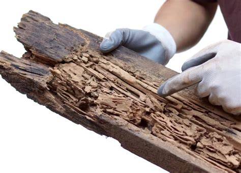 techniques d’injection traitements du bois nuisibles