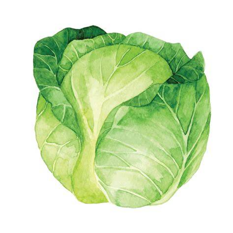 coupure chou vert illustration associée à la découpe