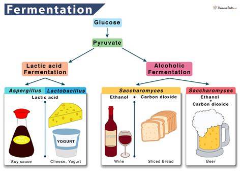 Schéma des chaînes de fermentation: actifs, milieux et produits finaux