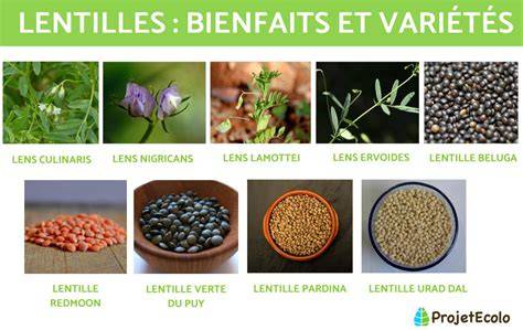 Schéma: variétés de lentilles et temps de cuisson