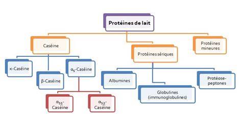 schéma_proteines_lait_caseine