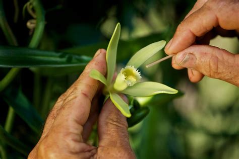 pollinisation manuelle d'une fleur de vanille