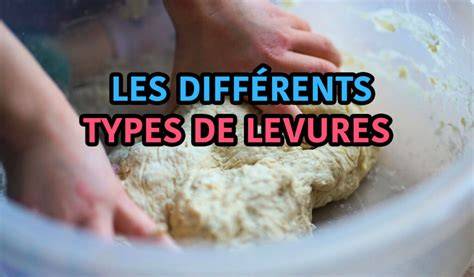 levain levure déshydratée infographie
