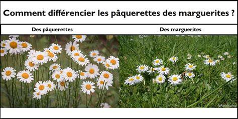 Gros plan sur des duchesses et marguerites en nougatine