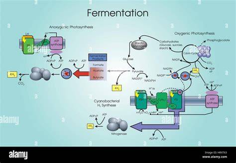 Schéma du cycle de fermentation et krausen
