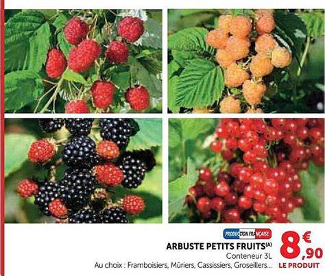 arbuste petits fruits rouges infographie