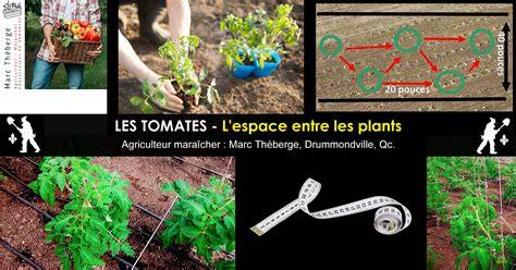 Schéma de plantation et distance entre plants