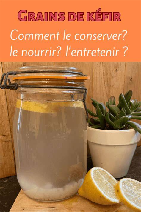 Infographie: cycle de vie des grains de kéfir et conseils d’entretien
