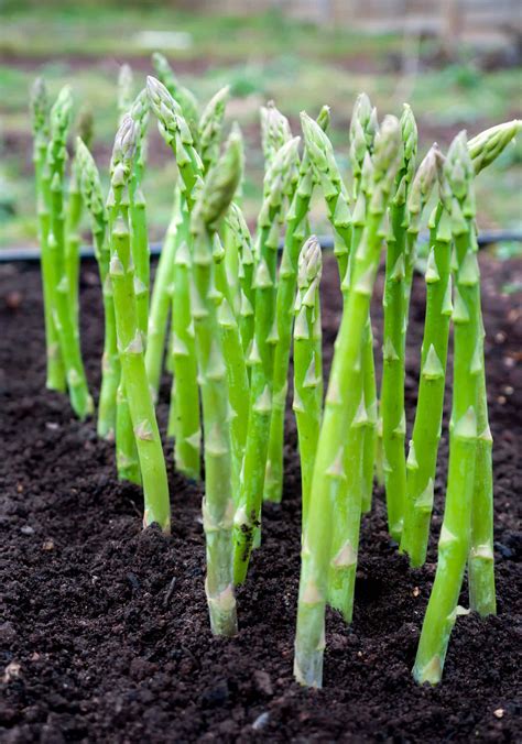 Champ d'asperges vertes fraîches