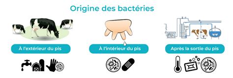 Infographie: cycle de la lactofermentation et rôle des bactéries lactiques