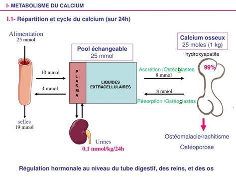 schéma répartition calcium et protéines