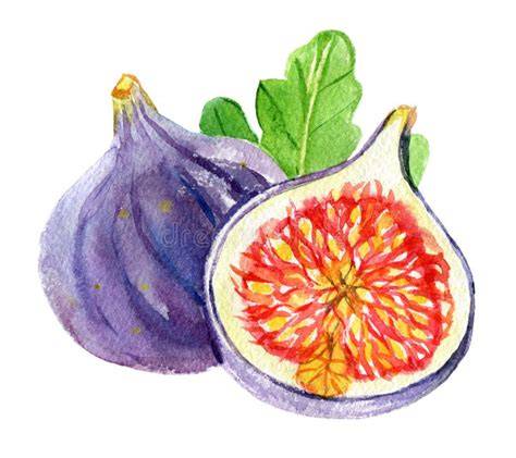 illustration figues et pâtisserie