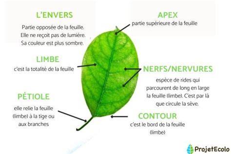Schéma montrant la composition et les couches d’une feuille de sucre imprimée