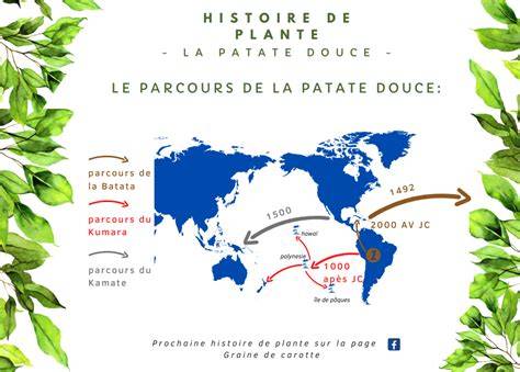 carte et origines de la patate douce