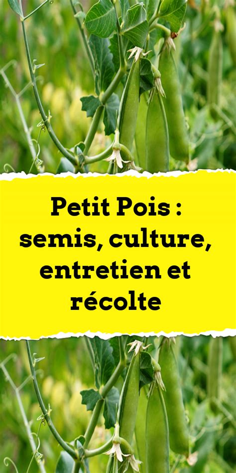 Infographie: Evolution historique et variétés de petit pois