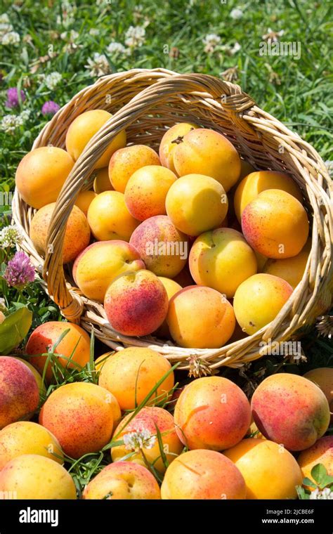 Un panier rempli d'abricots mûrs sous le soleil