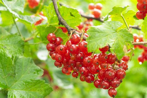 Groseilles rouges fraîches récoltées sur leur grappe