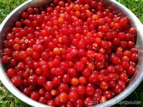 Groseilles passées au travers d'une étamine pour obtenir le jus