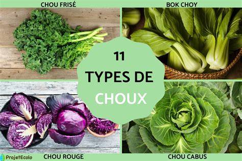 schéma des variétés et usages du chou