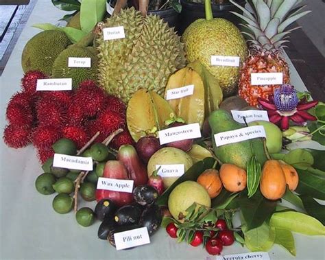 Diversité des fruits tropicaux aux Philippines