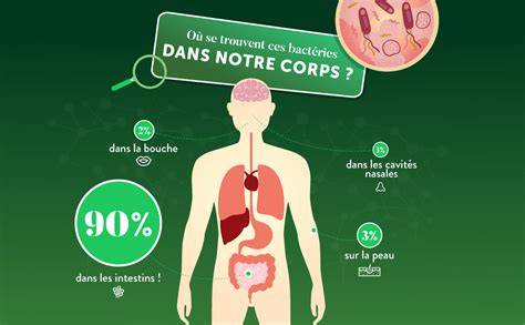 schéma répartition souches probiotiques