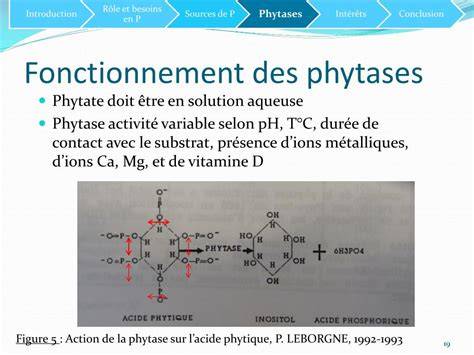 Infographie: Rôles de l’acide phytique et des phytases dans la panification