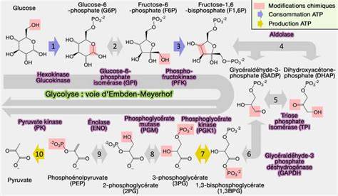 Schéma d’action de la phytase et de la dégradation du phytate