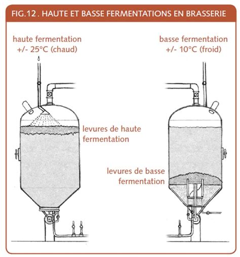 Schéma du processus de fermentation du levain naturel