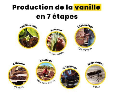 Schéma des étapes: infusion vanille, cuisson perles, assemblage verrines