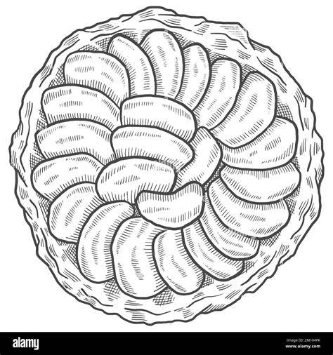 illustration-pates-tarte