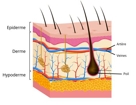 Schéma montrant la disposition des cuisses peau vers le haut dans le plat pour une dorure optimale