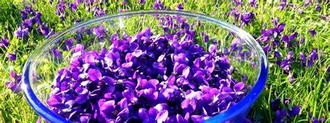 Crystallisation des fleurs de violette dans une casserole avec un fond d’eau et sucre dissous