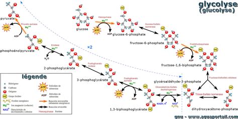 schémas voies glycolyse et fermentation