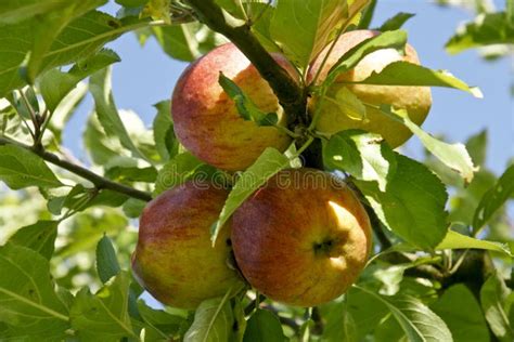 Pommes fraîches sur un arbre