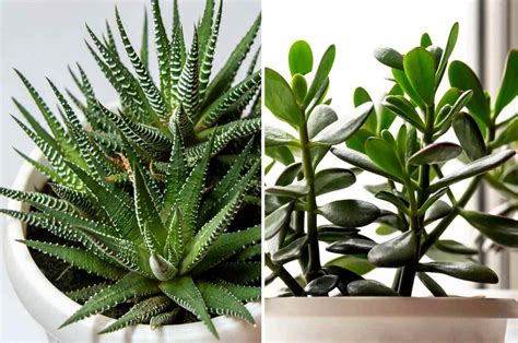 Plantes grasses dans une vérine